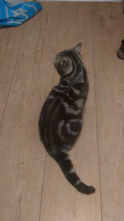 He's not the best at meowing, but he's doing his best