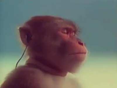 Monke listening to Homecoming