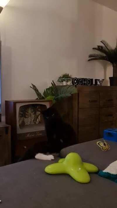 I can take on this cat several times larger than me