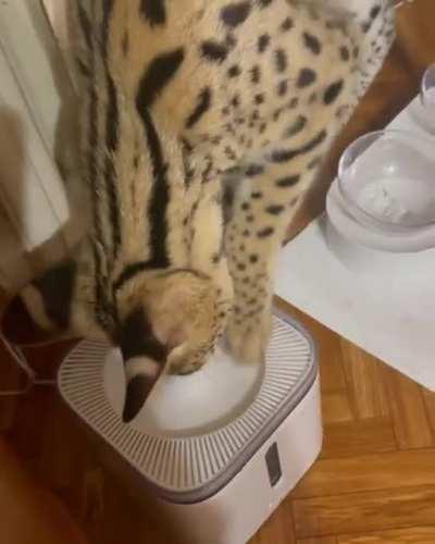 the industrial revolution and its consequences have been a disaster for the sogga race