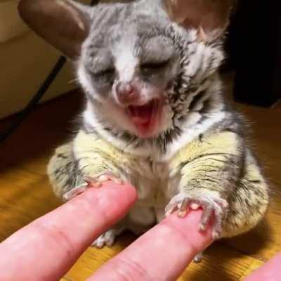 Very small bush baby yawn.