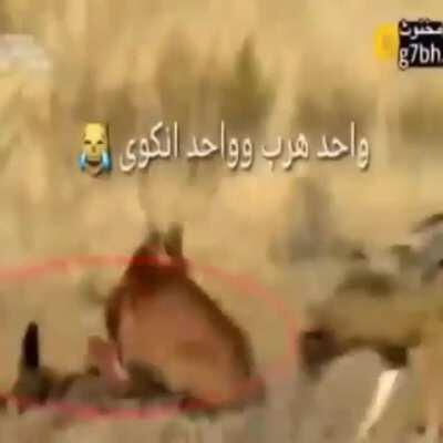 mashAllah ☝️ فلسطيني شجاع🇵🇸 flopa Wersus 3 आवारा कुत्ते wideo stolen 2017 urdu whatsap gruop content 2021 🚰 sponsered by @7ekaya_perfume @wdl 😂 सर्वश्रेष्ठ इंस्टाग्राम पेज अरबी with sound 472p punjabdownload.kingsalman.ar