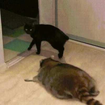 This cat has probably eaten the other