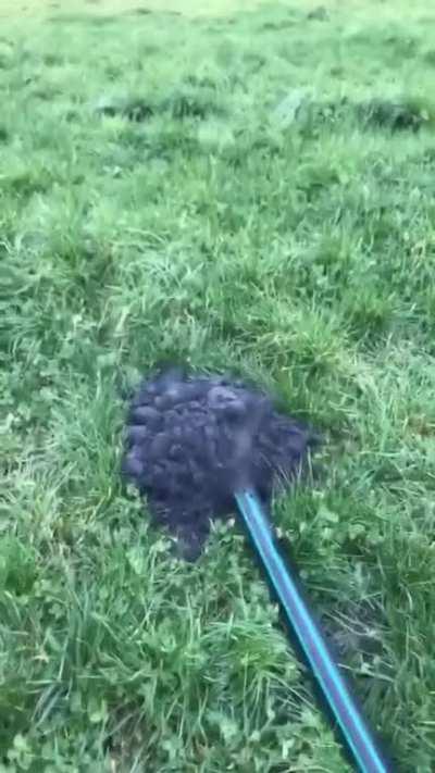 Unclogging Some Irrigation Tubing