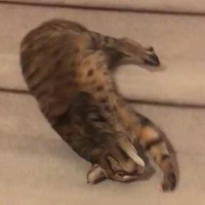 Cat going down the stairs in style