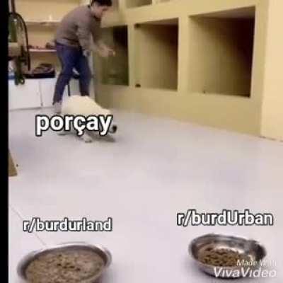 porçay cinsel ihtiyaçlarını karşılıyo