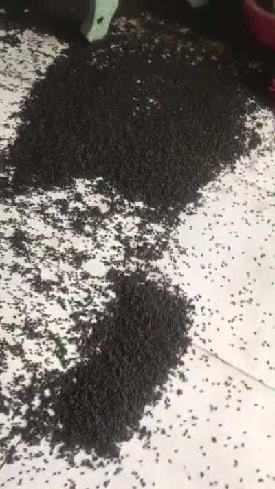 Thanks, I hate infestations...