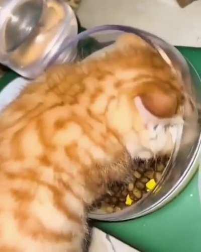 Hey human! Don´t you dare touching my food!