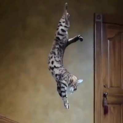 The amazing agility of a housecat leaping, flipping, and landing on it's feet.