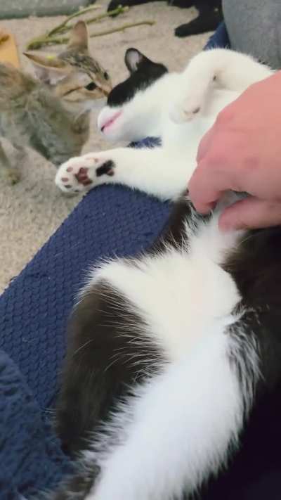 I should become a professional trap disarmer