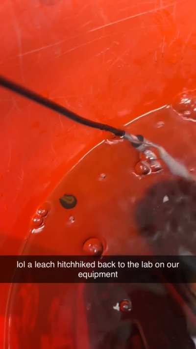 How this leech I found moves