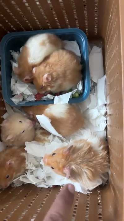 Hamsters for adoption