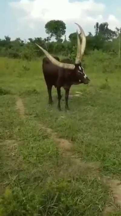 A majestic three-horned ankole bull found in Uganda