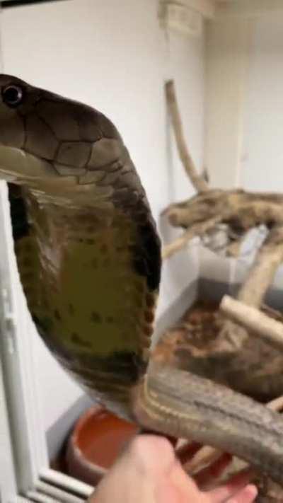 Giving scratches to a king cobra