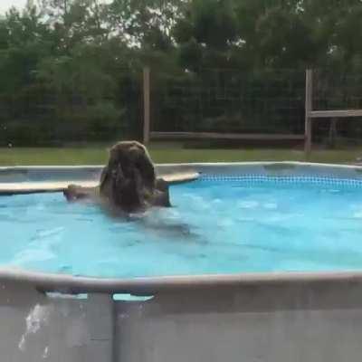 This bear flopping into a pool.