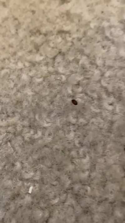 Can anyone identify this? My partner found it crawling all over along with a larvae that was similar colored(not pictured)