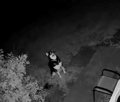 köpek fırtınayı izliyor