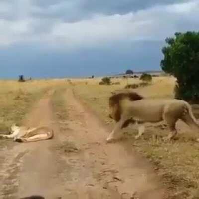 Nala’s tired of Simba’s shit