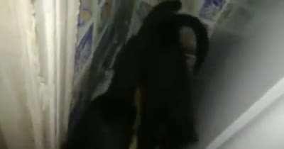 There is a White One