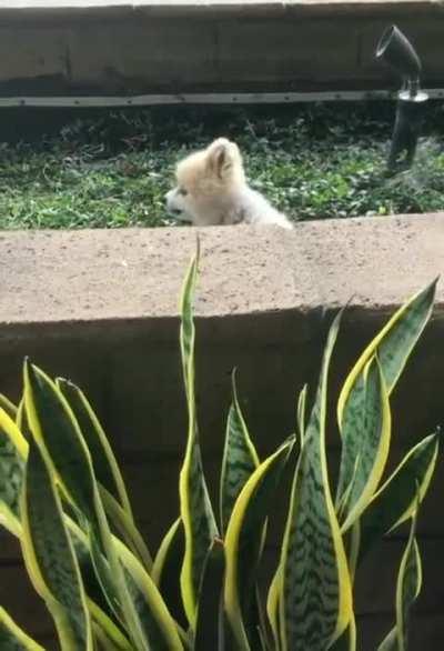 The Conversationalist