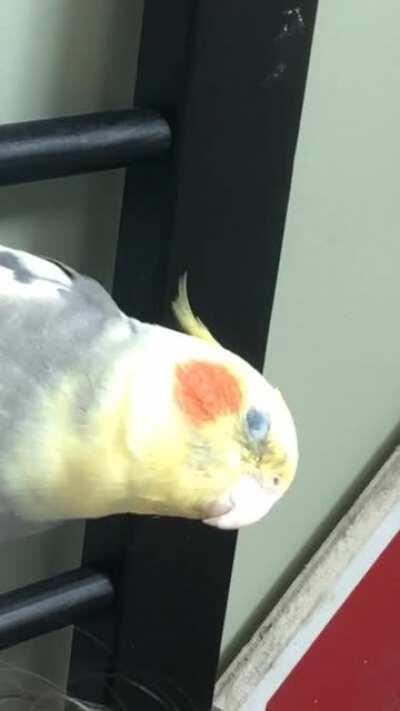 half blind and still happy as can be