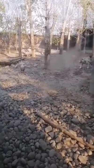 Super aggressive attack drones.