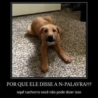 Pode dog racista no grupor Ademir 😳👉👈