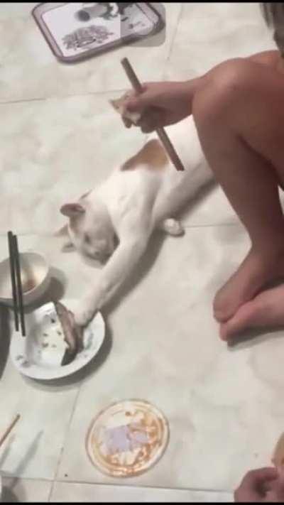 This cat deserves an Oscar