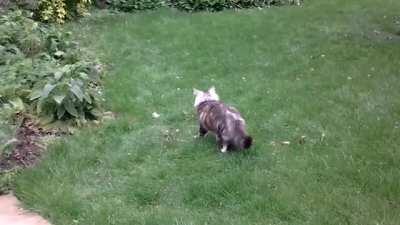 Evie, my weegie-mixed rescue kitten, doing zoomies... onto a tree!