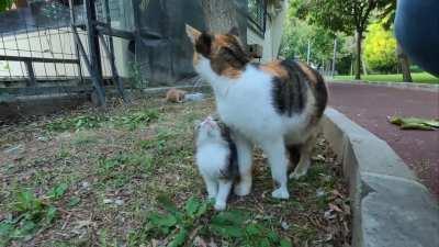 Cute Kitten and Moma Cat