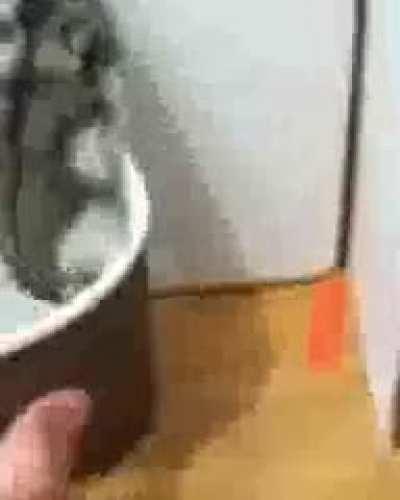 hamster didn’t passed the social credit score test