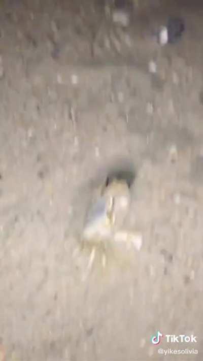 I kinda want to become a crab now just so I could do this