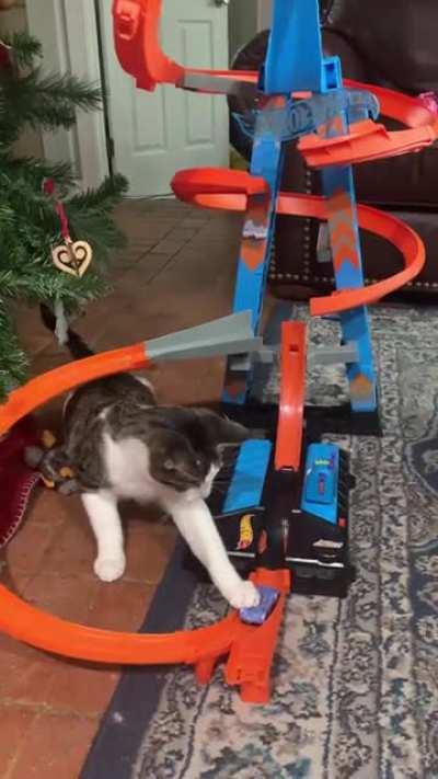 Basil loves Hotwheels!