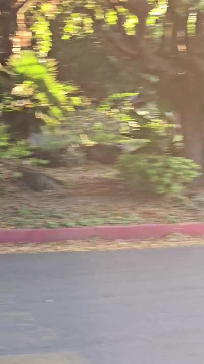 Crossed the street in plug cuffs and a lush turned to 11