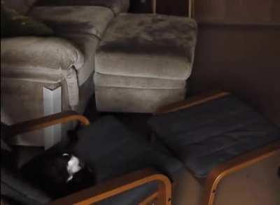 How to deal with a cat in heat