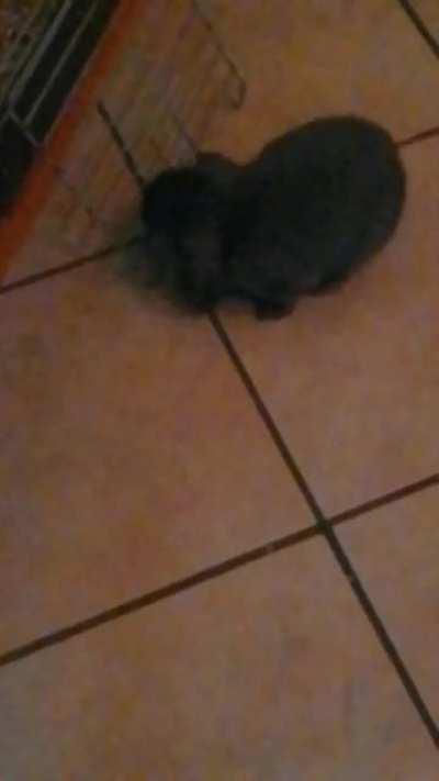 My bun being surprised by the noises she's causing herself! Watch with sound on xD