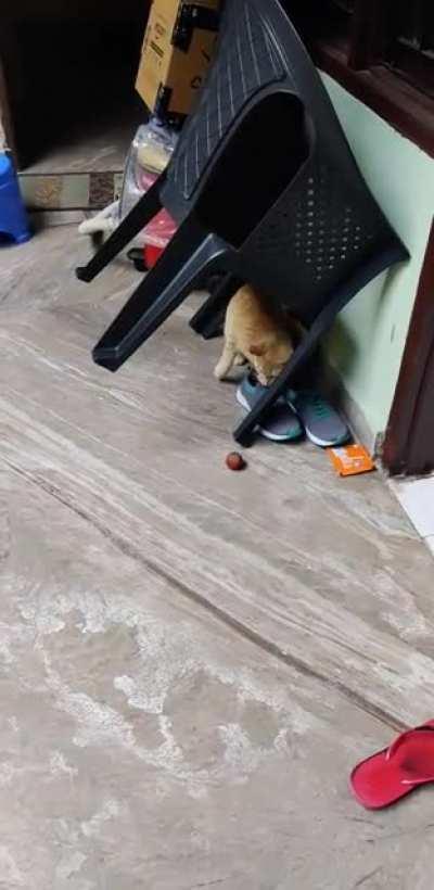 A rare catculation resulting in a front flip lol