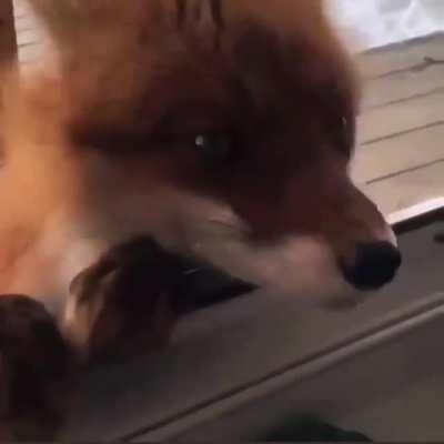 Fox at window