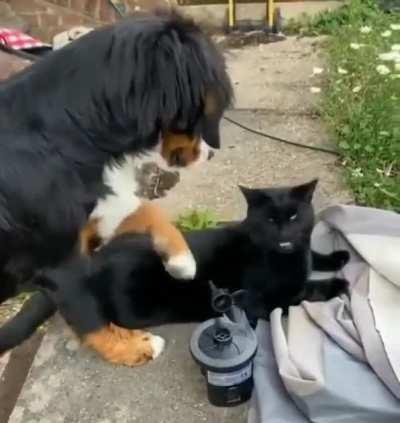 Pettin his kitty