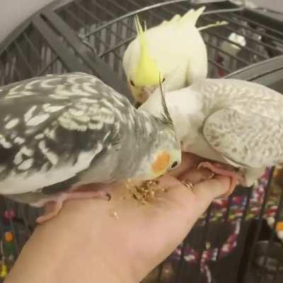 (beak full of seeb): 