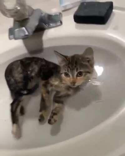 p0Or kiTTeN Dr0wNs wHiLe CAmErAMaN jUst FiLMs aNd W0n