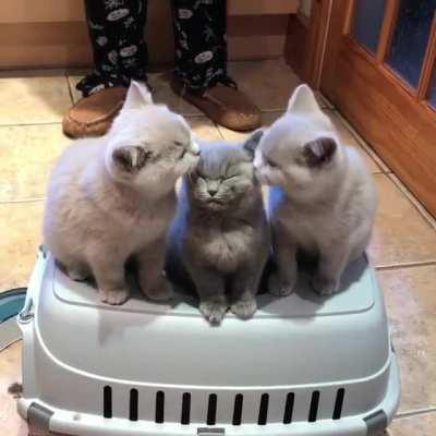 He has a huge popularity with girls