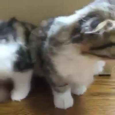 У вас коты протекают