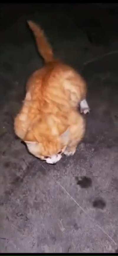 This absolute unit of a kitten. Anybody knows why?