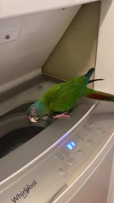 Coco discovered the washing machine today..