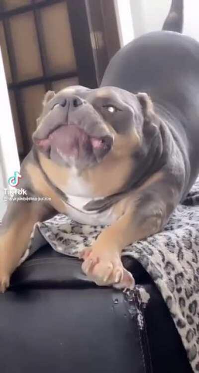 Bully DOggo caught on Disney Filter