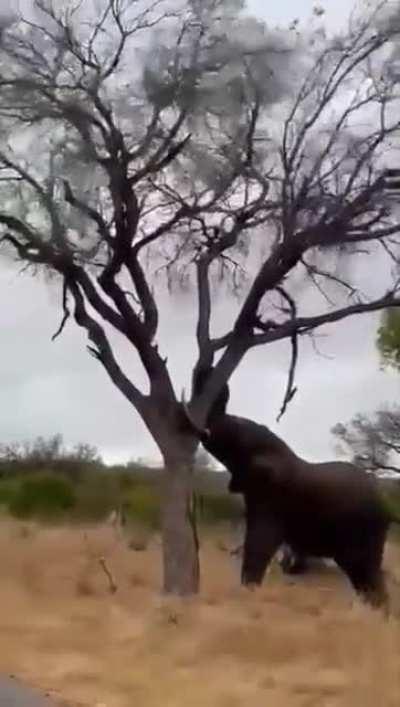 You fool! This isn't even my final form