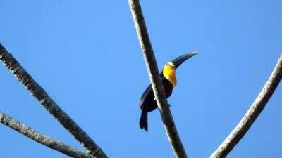 tô aqui tomando um cafezinho com essa gritaria bonita