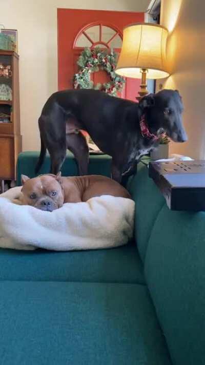 Ron Swanson (Greyhound) and Con Queso (pocket pitbull) are best friends.. But they are enemies while fighting over the coveted cozy corner of the couch. 🤣
