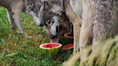 Since you guys liked the first one I posted, here's another shot I got this weekend